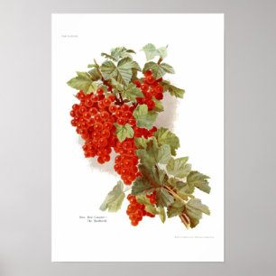 Red Currant 'The Southwell' Poster