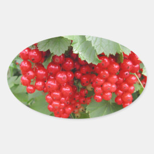 Red Currants on the Plant. Green Leaves. Oval Sticker