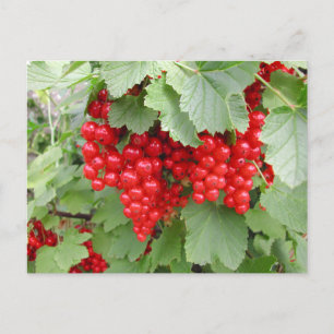 Red Currants on the Plant. Green Leaves. Postcard