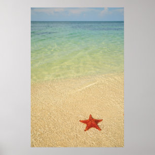 Red Cushion Sea Star Trinidad, Cuba Poster