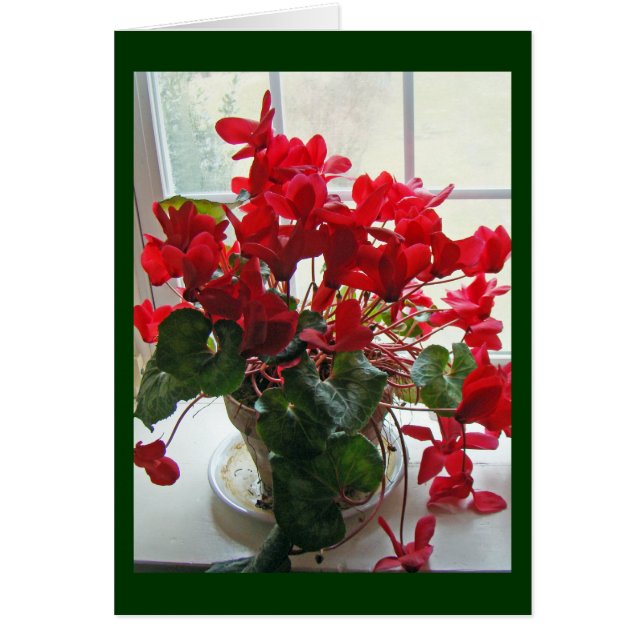 Red Cyclamen Flowers (Front)