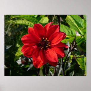 Red Dahlia (Bishop of Llandaff) II Poster