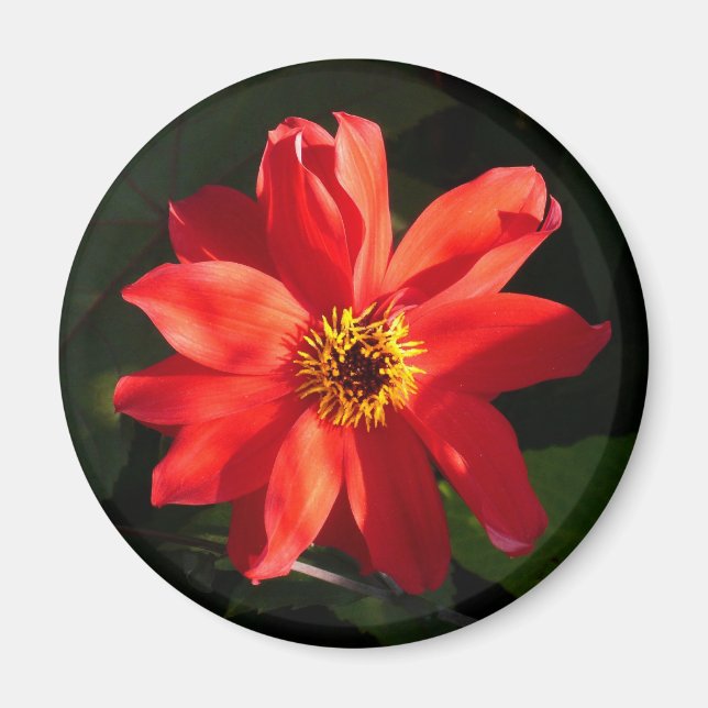 Red Dahlia (Bishop of Llandaff) Magnet (Front)