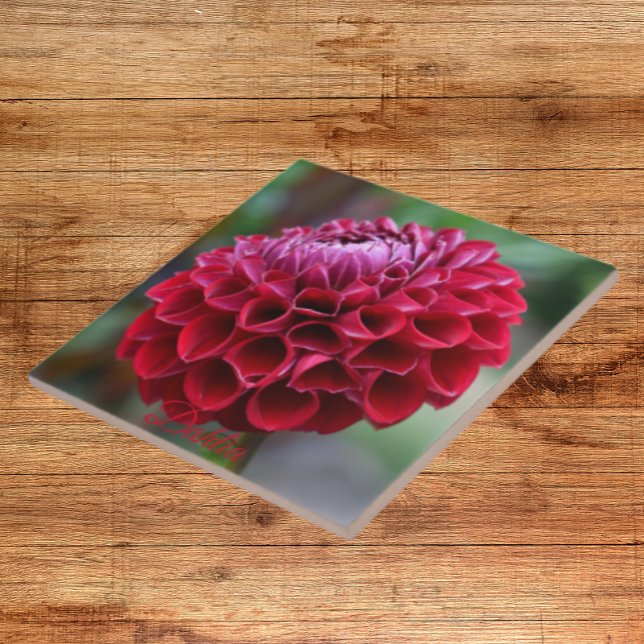 Red Dahlia Bloom Floral Ceramic Tile (In Situ)