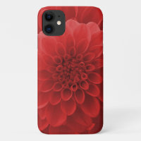 Red Dahlia