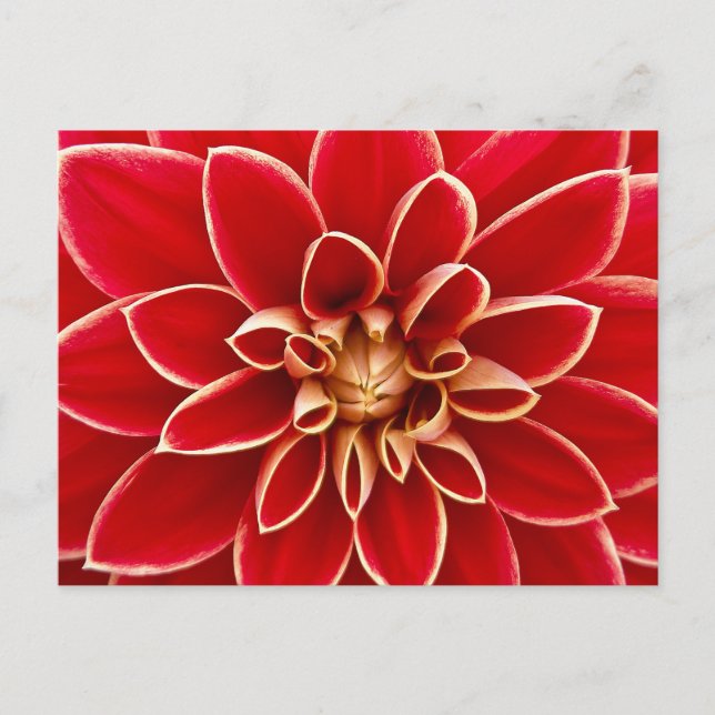 Red Dahlia Close Up Photo Postcard (Front)