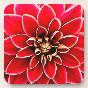 Red Dahlia, digital art Coaster