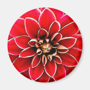 Red Dahlia, digital art Magnet