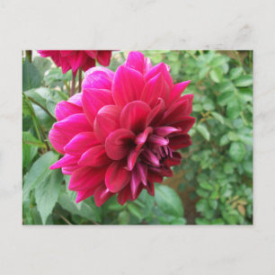 red dahlia flower, bud, photo, green, cycromene invitation postcard