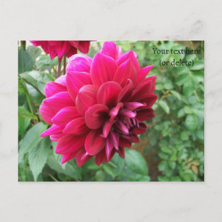 red dahlia flower, bud, photo, green, cycromene postcard