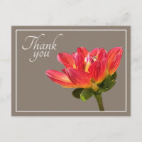 Red Dahlia Flower Taupe Background Thank You
