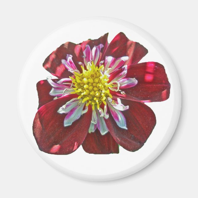 Red Dahlia Magnet (Front)
