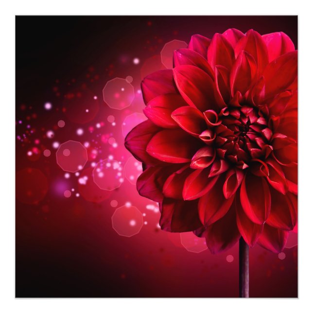 Red Dahlia Photo Print (Front)