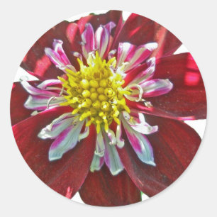 Red Dahlia Sticker