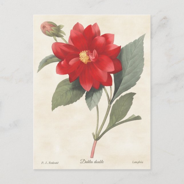 Red Dahlia Vintage Botanical Illustration Postcard (Front)