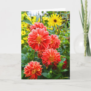 Red Dahlias Card