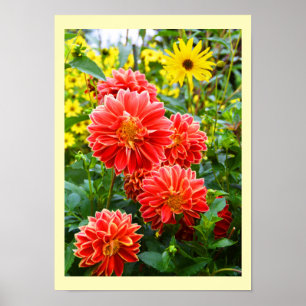 Red dahlias floral poster
