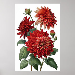 Red Dahlias Flower Art Print Poster