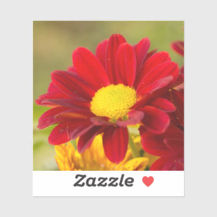 Red Daisy