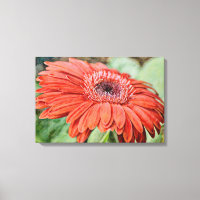 Red Daisy Flower Floral Art Canvas Print