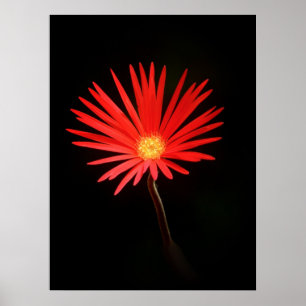 Red Daisy flower Poster