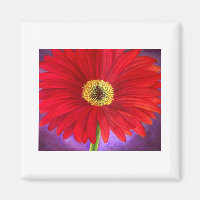 Red Daisy Gerber Flower Painting Art - Multi