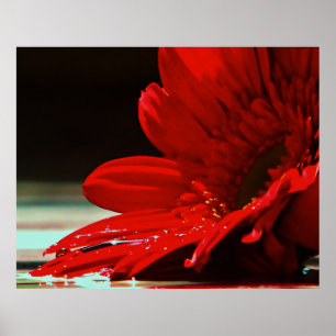 Red Daisy Gerbera Flower Poster
