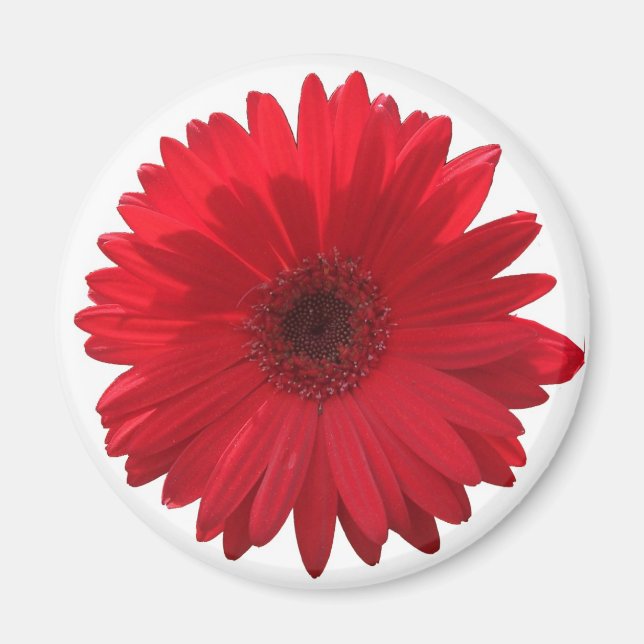 Red Daisy Magnet (Front)