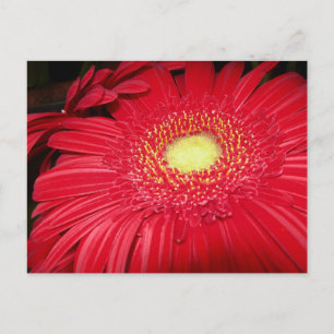 Red Daisy Postcard