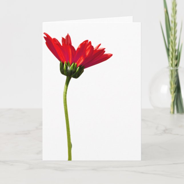 Red Daisy Simplicity All Occasion Greeting Card (Front)