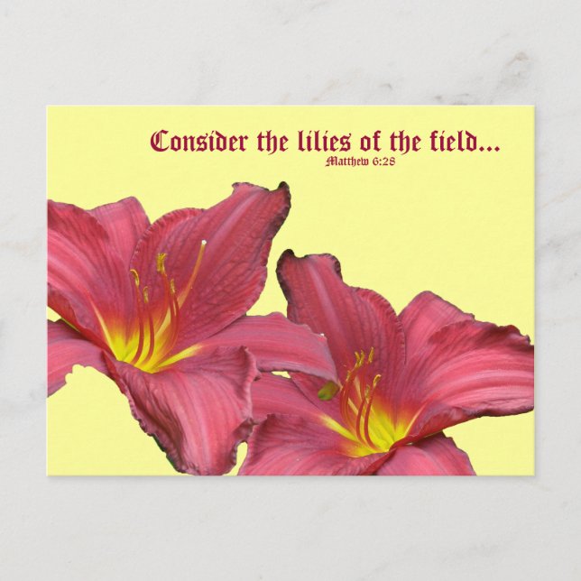 Red Daylily Coordinating Items Postcard (Front)
