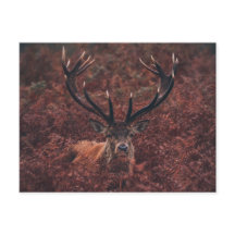 Red Deer Amidst Bracken Postcard