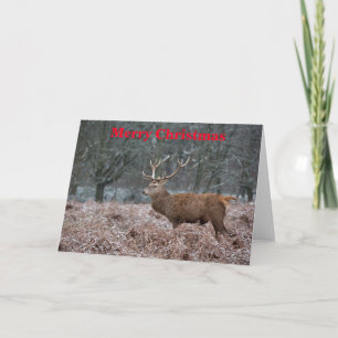 Red Deer Christmas Card