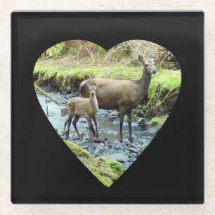 Red Deer Doe and Baby Deer Glass Coaster