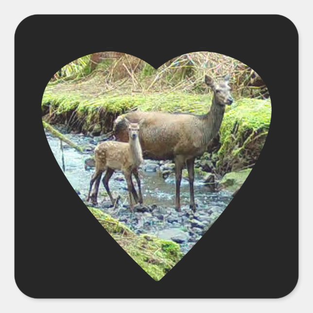 Red Deer Doe and Baby Deer  Square Sticker (Front)