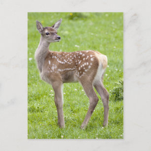 Red Deer Fawn Postcard