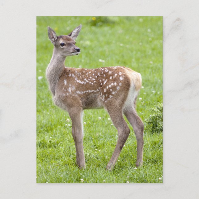 Red Deer Fawn Postcard (Front)