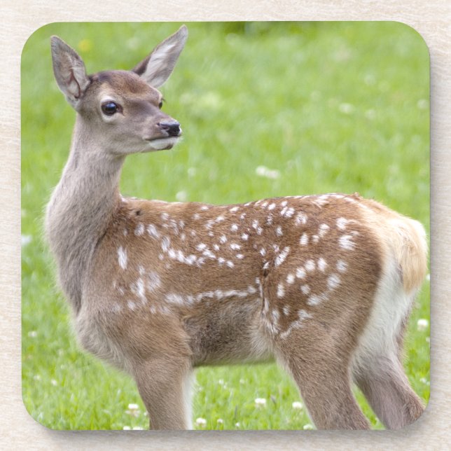 Red Deer Fawn Set of 6 Coasters (Front)