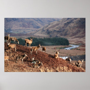 Red Deer in Glen Etive, Highlands, Scotland Poster