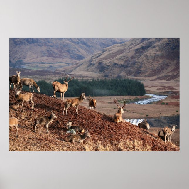 Red Deer in Glen Etive, Highlands, Scotland Poster (Front)