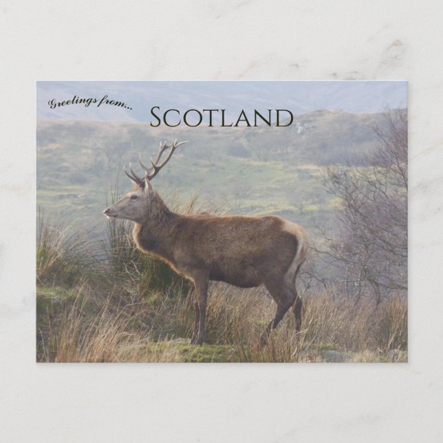Red Deer in Islay Scotland Postcard (Front)
