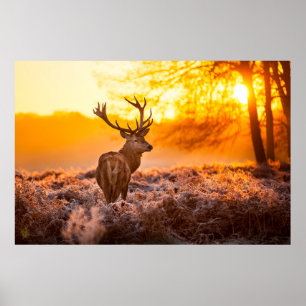 Red Deer in Morning Sun. deer,animal,wildlife,natu Poster