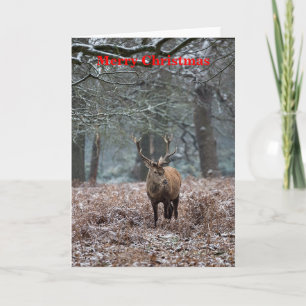 Red Deer in the Snow Christmas Card