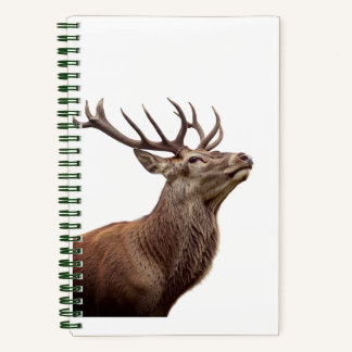 Red deer looking up notebook