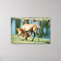 Red deer nursing offspring