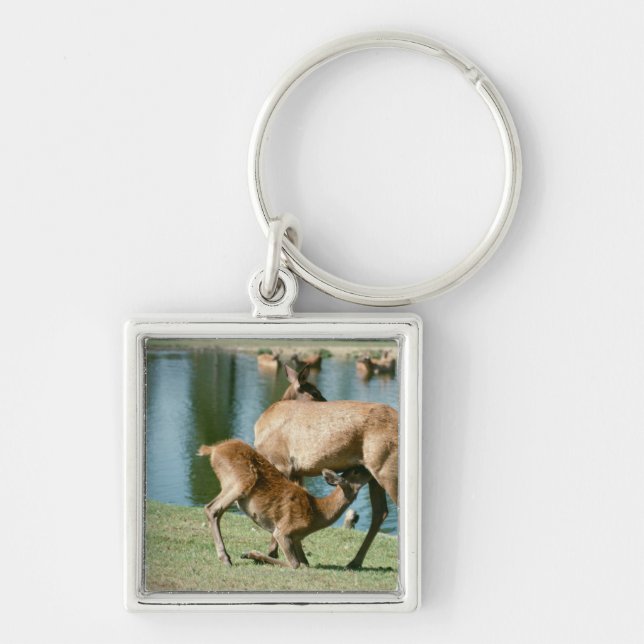 Red deer nursing offspring key ring (Front)