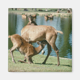 Red deer nursing offspring magnet