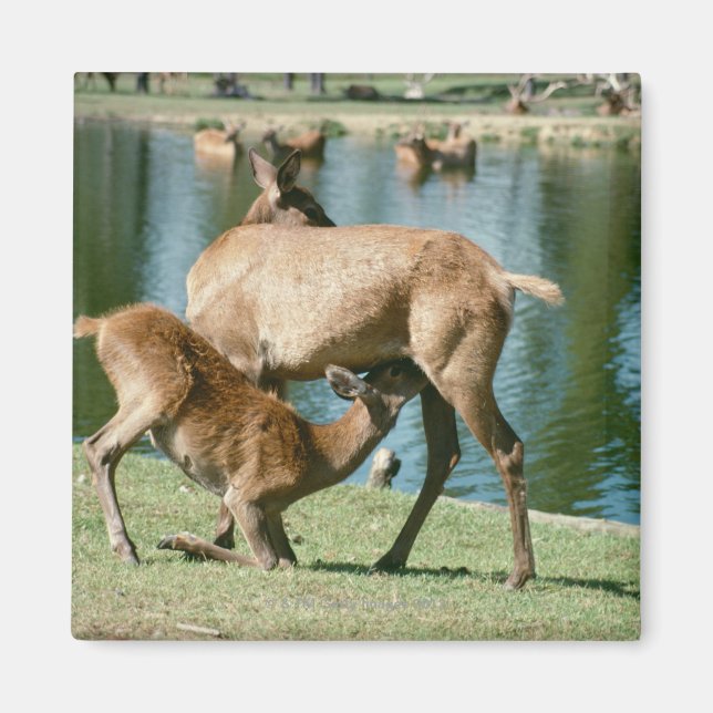 Red deer nursing offspring magnet (Front)