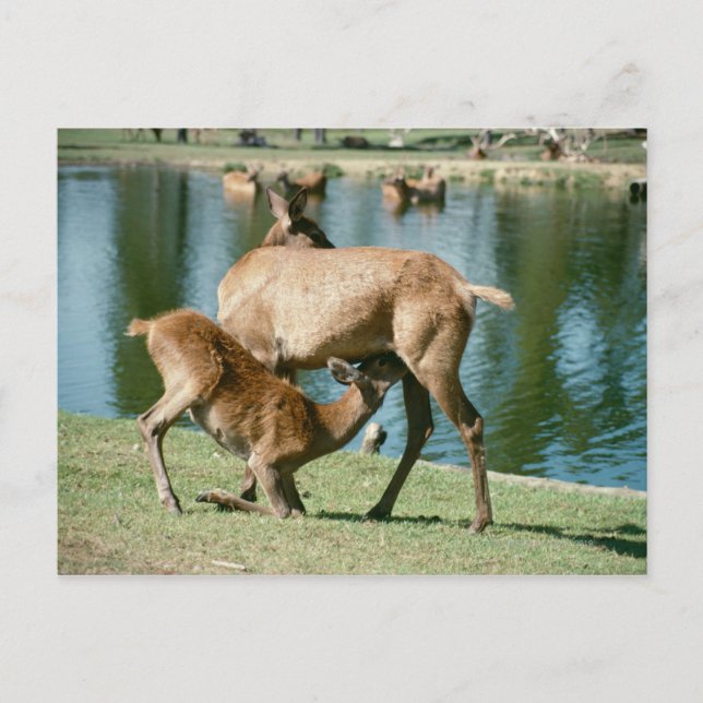 Red deer nursing offspring postcard (Front)