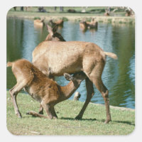 Red deer nursing offspring